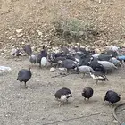 السلام عليكم اعرض لكم حجل حبشي.