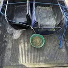 قفص غنم معزه كلاب حجم كبير وصغير