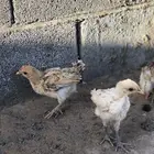 صيصان بلدي العمر شهر