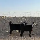 جفرات عوارض صنف