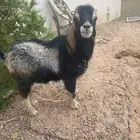 للبيع تيس قزم