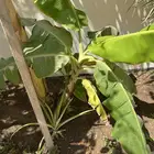 5 شتلات موز