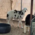 حايل رباع طيبه