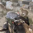 أرانب للبيع