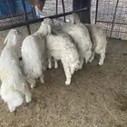 للبيع طليان ذبايح