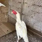 للبيع ديك ميوالي بيور