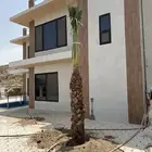 نخل للبيع الجنوب خميس مشيط ابهاء محايل عسير