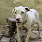 بتبول