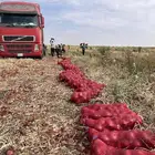 بصل للبيع احجام طيبه نوفر لكم بالطلب