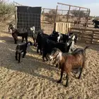 معزاء خلفات 7 معهاء 6 قرح