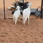 حريه ونجديه متابيع كفو
