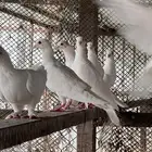 حمام فرنسي