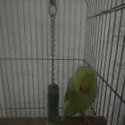 دره العمر سنه ونص متكلم
