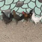 دجاج بلدي