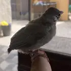 فروخ بلابيل للبيع