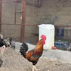 دجاج بلدي