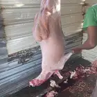 ذبايح هرافى حريات