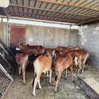 ملحمه اصاله العجول للعجول الصغيره