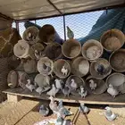 حمام زاجل