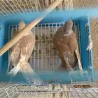 حمام ياكريم