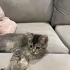 قط سكوتش للبيع