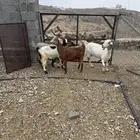 ماعز دفيع بإذن الله