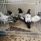 25حمام20 مع اصوص