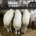يوجد لدينا ذبائح مع الذبح والتوصيل