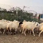 رخال رفيدي جرووم طيبه