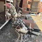 دجاجه سندية مفرخه