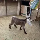 تيس للبيع