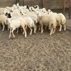 رخال صنف فاخر شحم ولحم للمطاعم والمناسبات