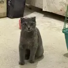 تبني قطة سكوتش