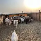مراح معزا