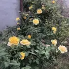 توصيل مشاوير