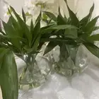حوض مع نبات ساق البامبو للبيع