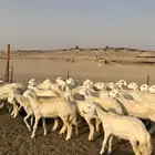 السلام عليكم ورحمة الله وبركاته