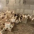 صوص عمر 19 يوم