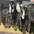 معزا عوارض مضاريع طيبه