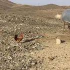 ديكه للبيع