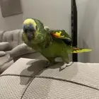 ببغاء امازوني انثى