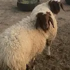 ذبايح للبيع رخال العمر حول 8 شهور