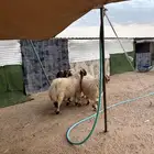 ذبايح ابو فهد ذبائح نعيمي شرط بري