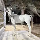 فرس شعبيه - سبوق