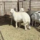 خرفان حريه جبره تم البيع