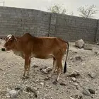 بقر