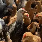 فراريج بلدي فواتح