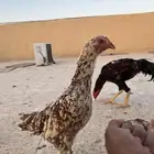 دجاج ووحمام باكستاني