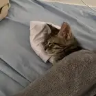 قط شيرازي للتبني