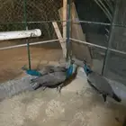 طاوس الذكور